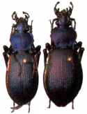 Carabus (Diocarabus) caustomarginatus Imura & Mizusawa, 1994 (as paegamensis)