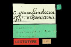 Carabus groenlandicus Dejean, 1831 (=chamissonis)