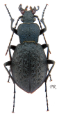 Carabus (Diocarabus) fraterculus neochinensis Deuve & Li, 1998 