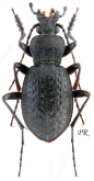 Carabus (Diocarabus) fraterculus neochinensis Deuve & Li, 1998