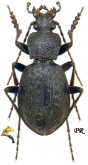 Carabus (Diocarabus) fraterculus fraterculus Reitter, 1895