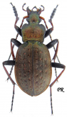 Carabus (Diocarabus) linnaei folgariacus Born, 1913