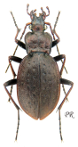 Carabus (Diocarabus) linnaei folgariacus (as tauernensis Mandl, 1985)