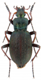 Carabus (Diocarabus) linnaei hoverlaensis Müller A. & Panin R., 2018