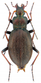 Carabus (Diocarabus) linnaei hoverlaensis Müller A. & Panin R., 2018