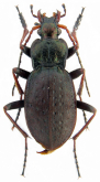 Carabus (Diocarabus) linnaei hoverlaensis Müller A. & Panin R., 2018