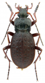 Carabus (Diocarabus) linnaei hoverlaensis Müller A. & Panin R., 2018