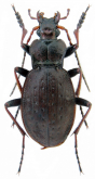 Carabus (Diocarabus) linnaei hoverlaensis Müller A. & Panin R., 2018