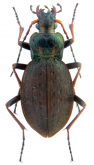 Carabus (Diocarabus) linnaei hoverlaensis Müller A. & Panin R., 2018