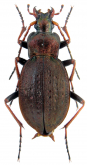 Carabus (Diocarabus) linnaei hoverlaensis Müller A. & Panin R., 2018