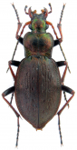 Carabus (Diocarabus) linnaei hoverlaensis Müller A. & Panin R., 2018