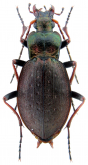 Carabus (Diocarabus) linnaei hoverlaensis Müller A. & Panin R., 2018