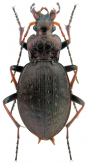Carabus (Diocarabus) linnaei hoverlaensis Müller A. & Panin R., 2018