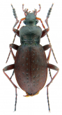 Carabus (ODiocarabus) linnaei hoverlaensis Müller A. & Panin R., 2018