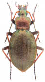 Carabus (Diocarabus) linnaei hoverlaensis Müller A. & Panin R., 2018