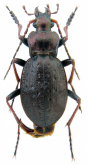Carabus (Diocarabus) linnaei hoverlaensis Müller A. & Panin R., 2018