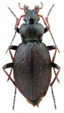 Carabus (Diocarabus) linnaei hoverlaensis Müller A. & Panin R., 2018