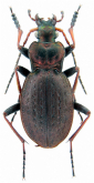Carabus (Diocarabus) linnaei hoverlaensis Müller A. & Panin R., 2018