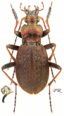 Carabus (Diocarabus) linnaei linnaei Panzer, 1812