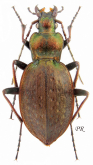 Carabus (Diocarabus) linnaei linnaei Panzer, 1812