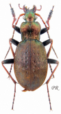 Carabus (Diocarabus) linnaei linnaei Panzer, 1812