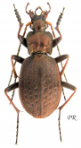 Carabus (Diocarabus) linnaei linnaei (as scopolii Dejean, 1826)