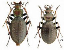 Carabus (Diocarabus) linnaei linnaei Panzer, 1812