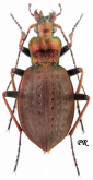 Carabus (Diocarabus) linnaei linnaei (as scopolii Dejean, 1826)