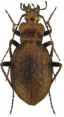 Carabus (Diocarabus) linnaei macairei Dejean, 1826