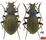 Carabus (Diocarabus) lucepunctus ignipunctatus Rapuzzi, 2009