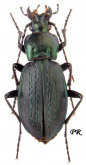 Carabus (Eucarabus) cartereti omisanensis Lassalle, 1999