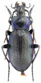 Carabus (Eucarabus) catenulatus fontanellae Reitter, 1896