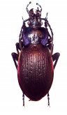 Carabus (Eucarabus) catenulatus catenulatus Scopoli, 1763