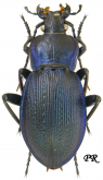 Carabus (Eucarabus) catenulatus catenulatus Scopoli, 1763