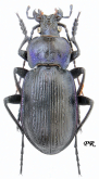 Carabus (Eucarabus) catenulatus   fontanellae Reitter, 1896