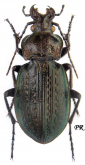 Carabus (Eucarabus) italicus rostagnoi Luigioni, 1904