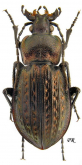 Carabus (Eucarabus) italicus italicus Dejean, 1826