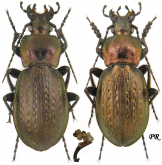 Carabus (Eucarabus) manifestus pyonganicola Deuve & Li, 1998