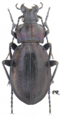 Carabus (Eucarabus) obsoletus obsoletus (as csikii Mallasz, 1901)