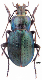 Carabus (Eucarabus) parreyssi parreyssi Palliardi, 1825