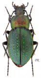 Carabus (Eucarabus) parreyssi parreyssi Palliardi, 1825