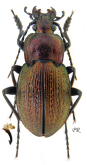 Carabus (Eucarabus) parreyssi parreyssi Palliardi, 1825