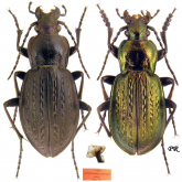 Carabus (Eucarabus) manfredeggeri Müller 2012