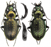 Carabus (Carabus) szeli obong Rapuzzi, 2015