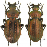 Carabus (Eucarabus) ulrichi arrogans Schaum, 1858 (as gornjakensis Pavicevic & Toševski, 19