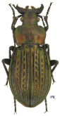 Carabus (Eucarabus) ulrichi fastuosus Palliardi, 1825 (as superboides Lie, 1989)