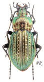 Carabus (Eucarabus) ulrichi rhilensis (as stussineri Géhin, 1885)
