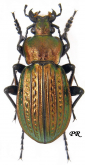 Carabus (Eucarabus) ulrichi rhilensis (as stussineri Géhin, 1885)