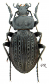 Carabus (Eucarabus) ulrichii (as podolicus Semenov, 1898 loc.typ. )