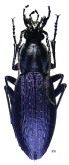 Carabus (Euleptocarabus) porrecticollis kansaiensis Nakane, 1961